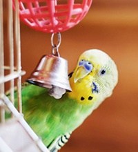 BIRD TOYS